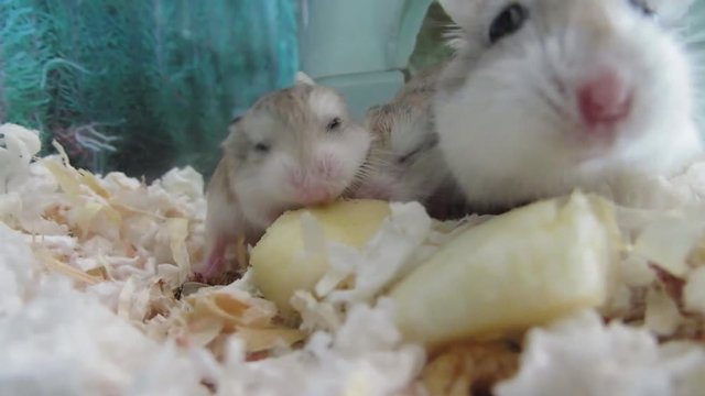 Hamsters and their mum eating an apple. Shot from hamster perspective.