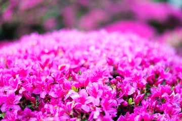 Obraz premium Flowers in Japanese Tea Garden
