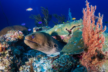 Fototapeta premium A giant Moray Eel hidden in a hole on a dark, tropical coral reef