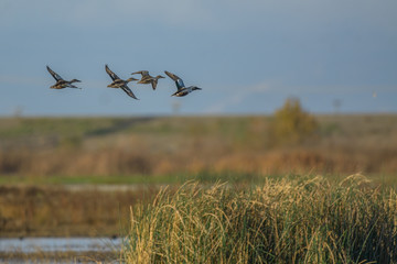 Fototapeta premium Flock of ducks flying above wetland
