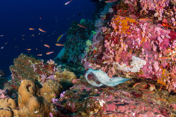 Obraz na płótnie Canvas An Octopus hidden in a hole on a colorful tropical coral reef at dusk