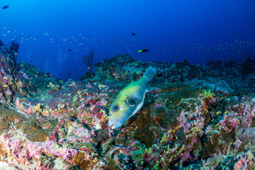 A small Puffer Fish on a beautiful, colorful tropical coral reef