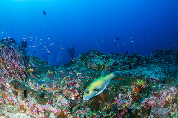 Fototapeta na wymiar A small Puffer Fish on a beautiful, colorful tropical coral reef