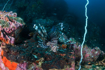 Naklejka na ściany i meble Colorful Lionfish patrolling a dark tropical coral reef at dawn