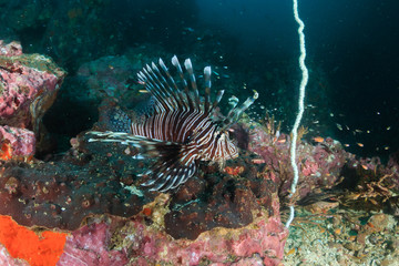 Colorful Lionfish patrolling a dark tropical coral reef at dawn