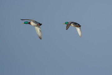 Male mallards in sky