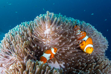 Naklejka na ściany i meble A family of cute Clownfish in their home anemone on a tropical coral reef