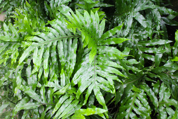 Green Foliage Background