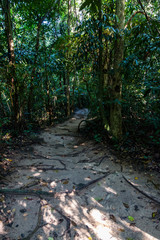 A small track through foliage leading to a dense jungle