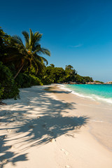 An idyllic, beautiful tropical island beach surrounded by lush green foliage (Similan Islands, Thailand)