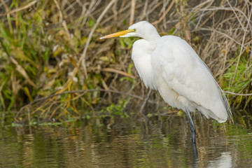 Great egret in water