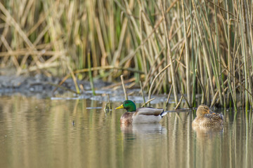 Mallards swimming near shore