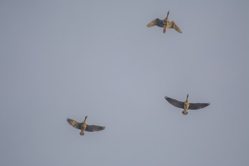 Wild ducks flying in gray sky
