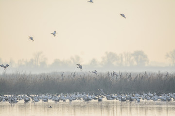Birds landing on lake