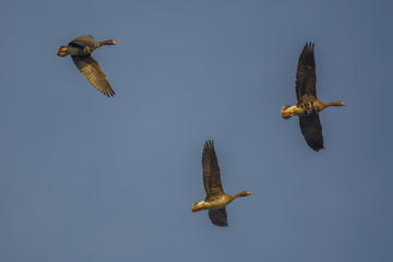 Wild ducks soaring in sky
