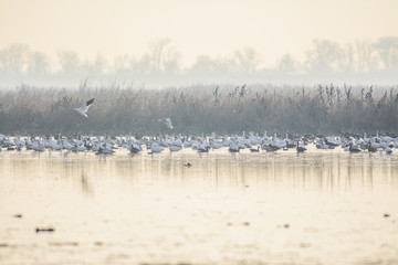 Flock of birds on lake