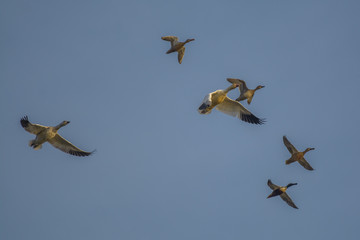 Flying flock of geese in sky
