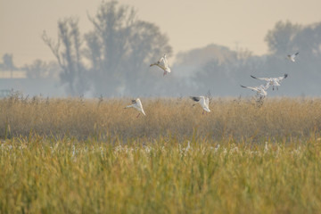 Fototapeta na wymiar Flock of flying white geese in wetland