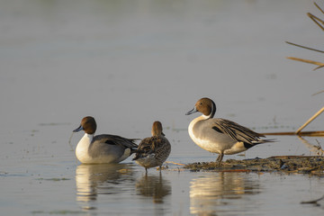 Beautiful various ducks in pond