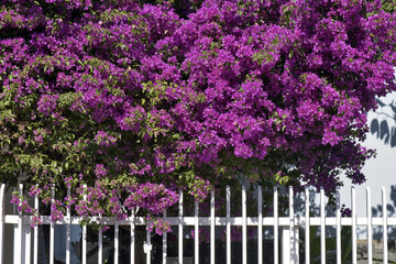Bouquets of bougainvillea on the white grid