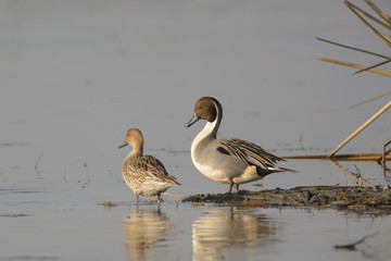 Waterfowl birds in pond