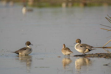 Swimming ducks in shallow water