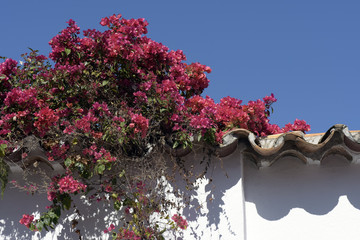 Bouquets of bougainvillea on the white wall