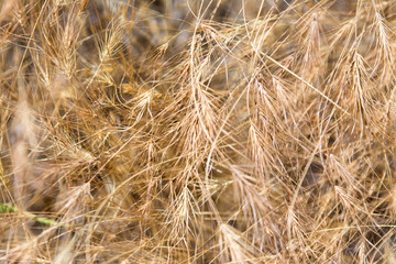 Spikelets of dry grass