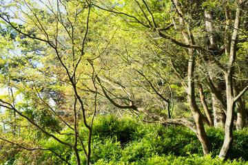 Fototapeta na wymiar Plant in Japanese Tea Garden