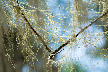 Fiber on tree twig