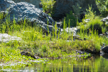 Boulders and grass near water