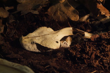 Vista de cerca de cabeza de víbora del Gabón medio enterrada en la tierra. Serpiente venenosa de...