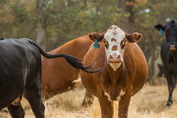 Herd of cows in paddock