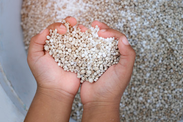 White chemical fertilizer in kid hand prepare for rice at field.