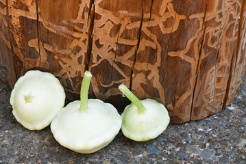 Three patty pan summer squash sitting against a patterned tree stump