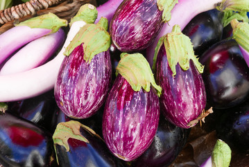 Colorful bright purple striated eggplants with green stems 
