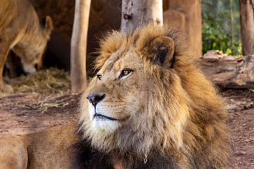 A Lion lost in thought.