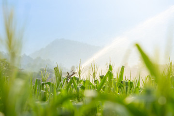 Irrigation system watering young green corn field in the agricultural garden by water springer