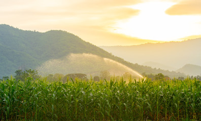 Fototapeta premium Irrigation system watering young green corn field in the agricultural garden by water springer at sunset