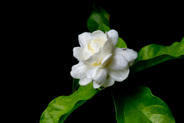 close up white jasmine flower wet rain on black background