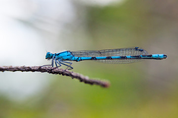 Blue Damselfly in green stem