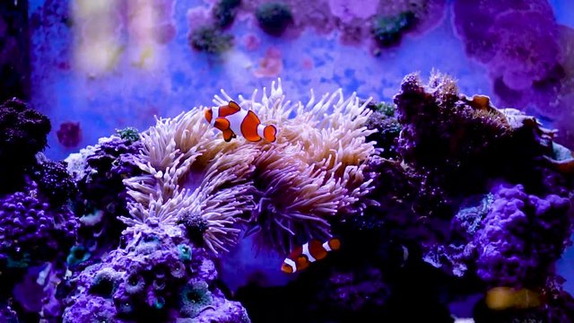 Two clownfish swimming in a purple aquarium