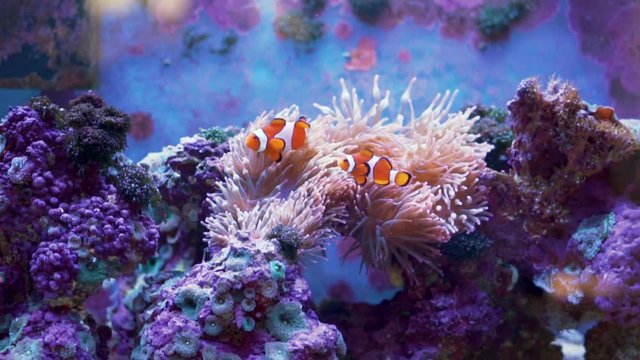 Clown fish couple hanging out by a sea anemone