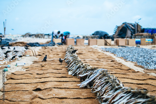 Poissons Sur La Plage De Negombo Colombo Sri Lanka Stock
