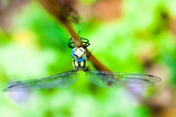 Small dragonfly on hand