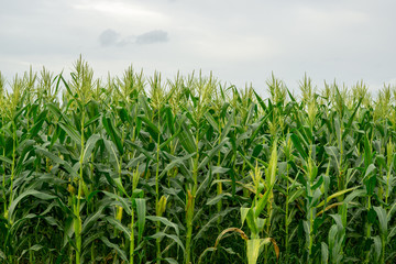 Green corn field in agricultural garden, pods corn on trunk