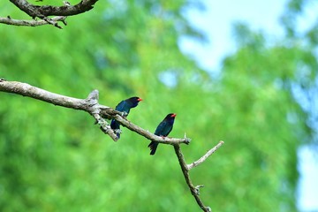 仲良くくつろぐブッポウソウのカップル