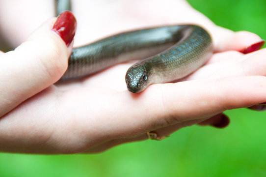Somebody keeps slow worm (or Anguis fragilis) in hand. Slow worms are semifossorial (burrowing) lizards
