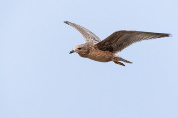 Brown seagull in flight against the blue sky