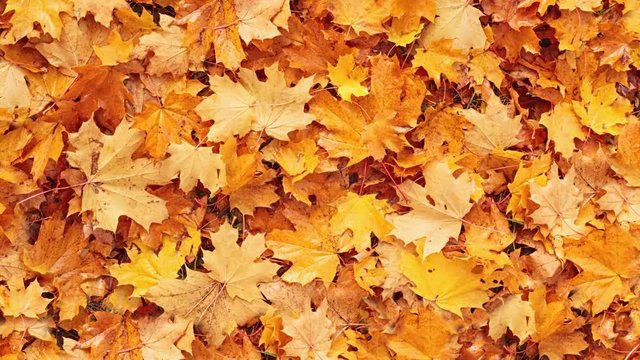 Seamless loopable background from autumn leaves